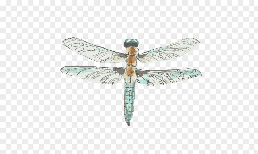 Dragonfly Drawing Watercolor Painting PNG