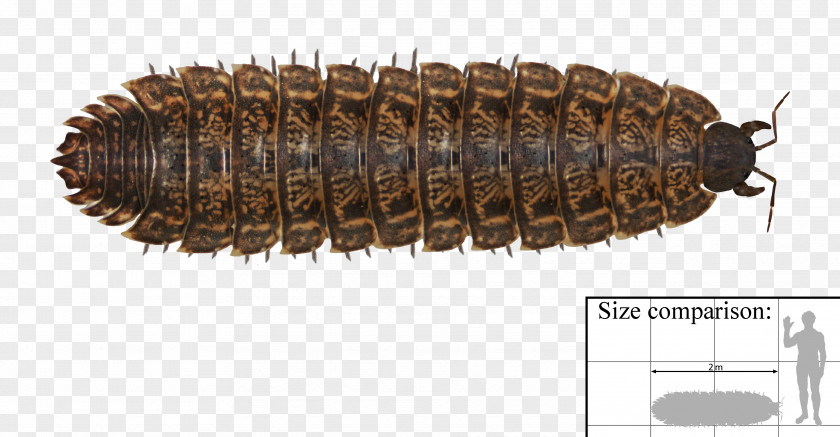 File Arthropleura Archelon Carboniferous Length Millipede PNG