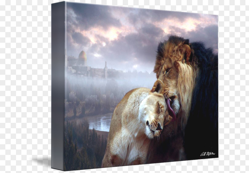 Israel 70 Lion Stock Photography Art Wildlife PNG