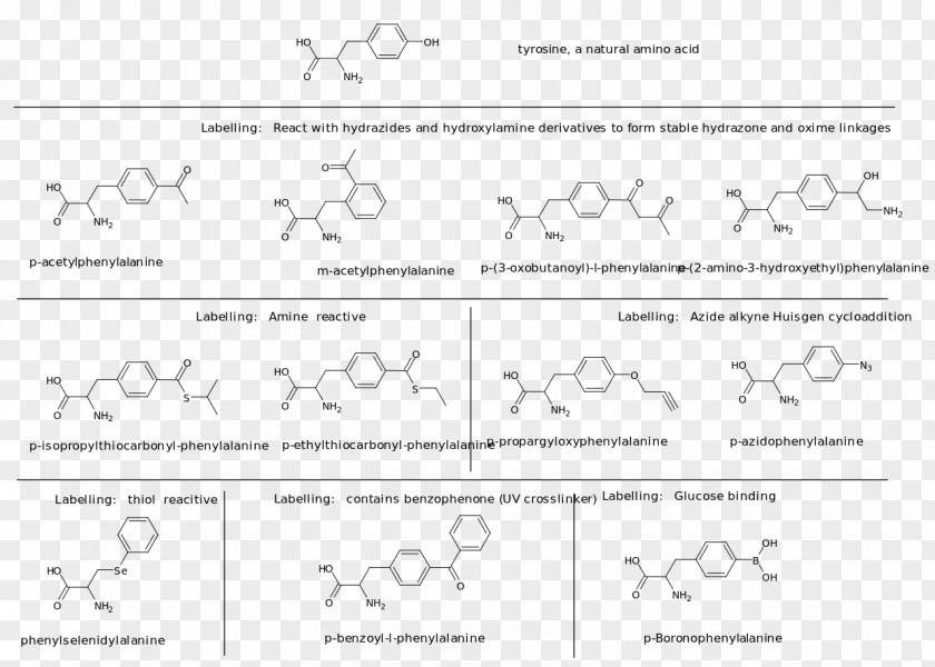 Page Layout Dietary Supplement Amino Acid Aspartic Protein PNG