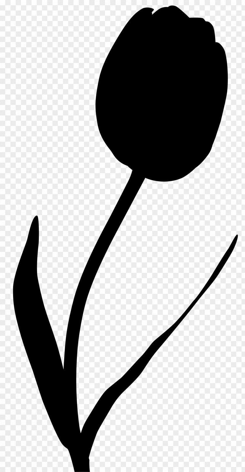 Tulip Plant Stem Black Red Flower PNG