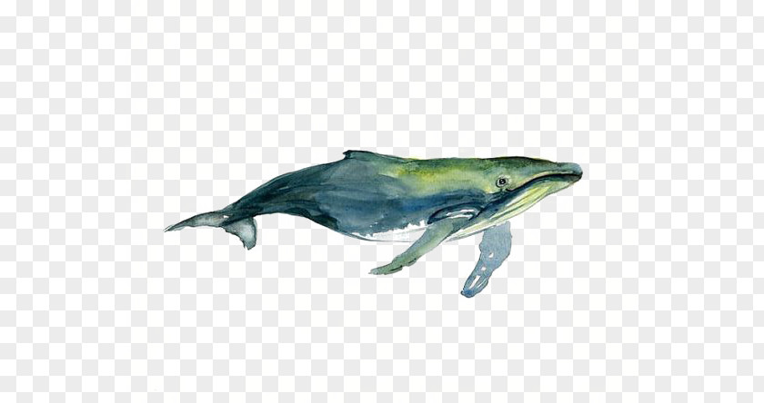 Watercolor Whale Tucuxi Humpback Painting Drawing PNG