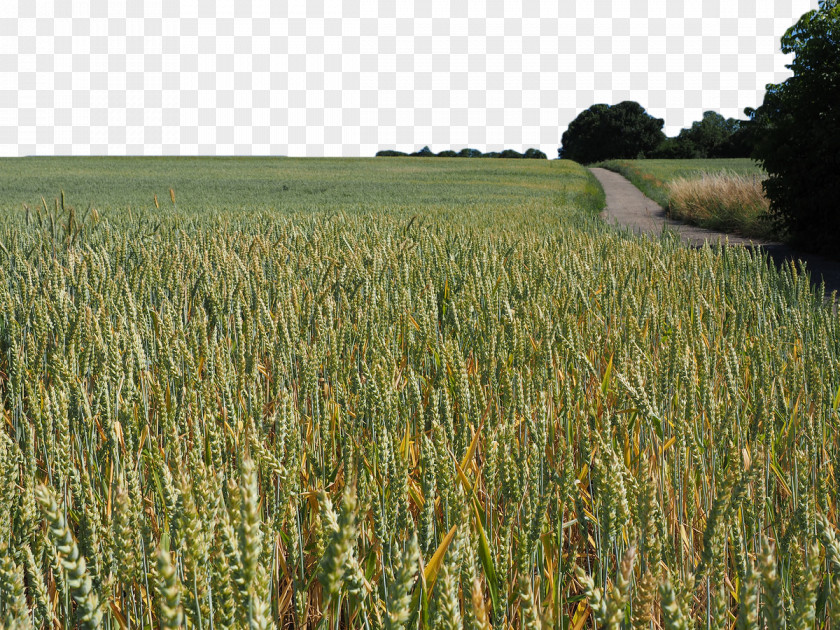 Green Wheat Field Triticale Barley Rye Cereal PNG