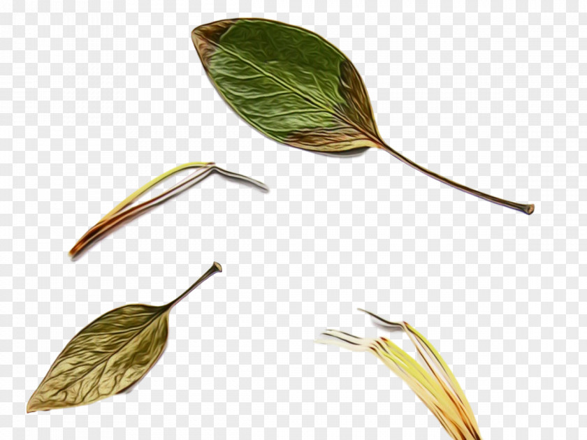 Leaf Plant Stem Plants Science Structure PNG