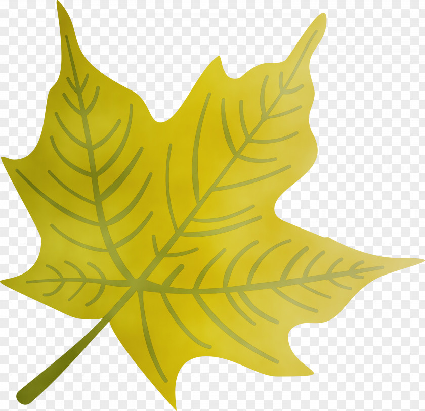 Maple Leaf PNG