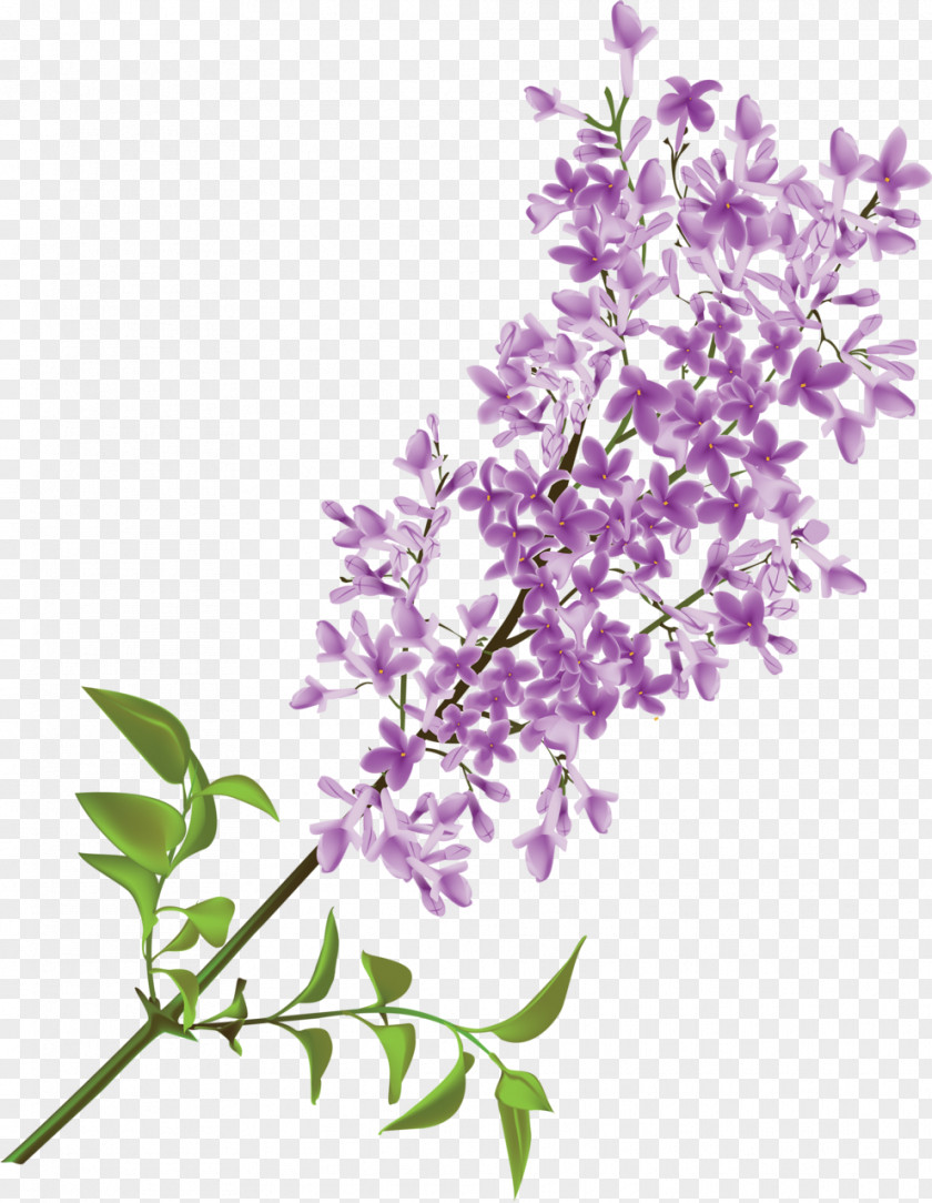 Purple Lilac Hand Painting Flower Clip Art PNG