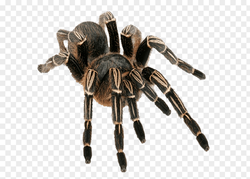 Spider Striped-knee Tarantula Brachypelma Hamorii Aphonopelma Chalcodes PNG