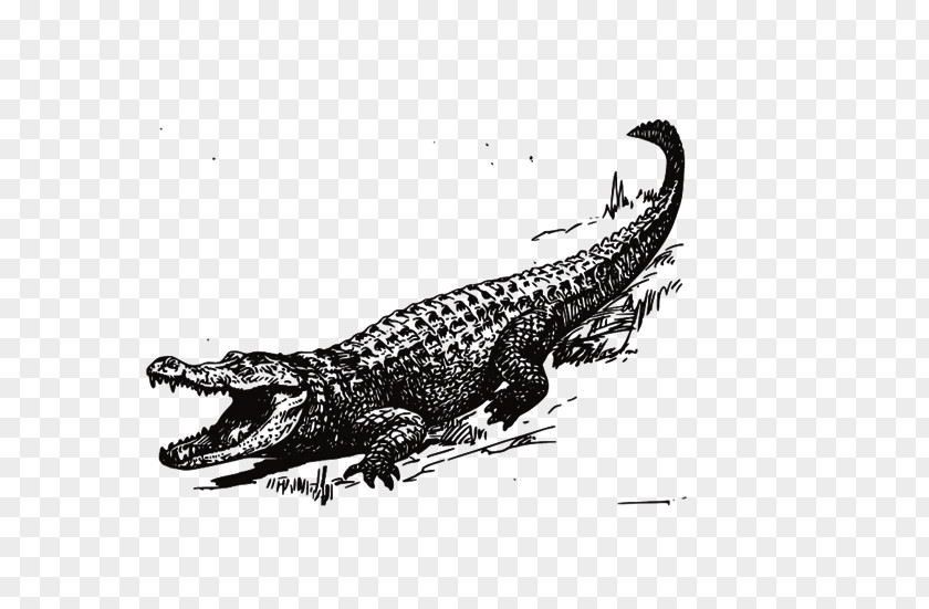 Crocodile American Alligator Clip Art PNG