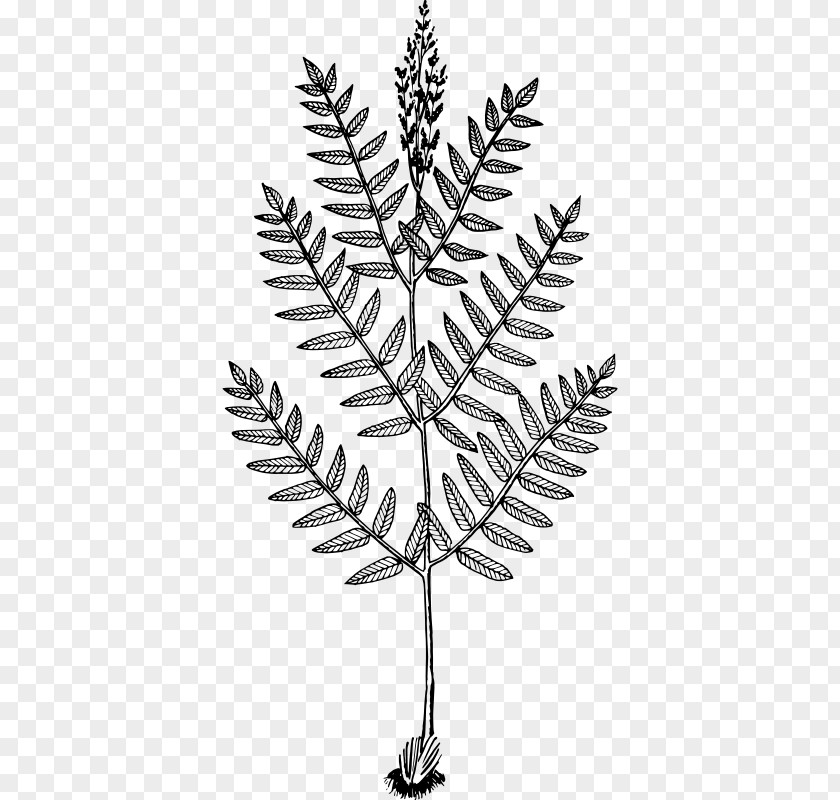 Plant Twig Osmunda Regalis Fern Drawing Frond PNG