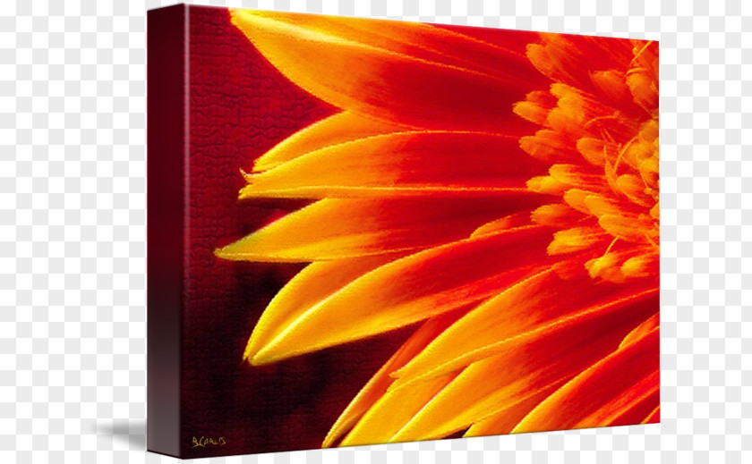 Sun Tzus Art Of War Gallery Wrap Canvas Sunflower M Transvaal Daisy PNG