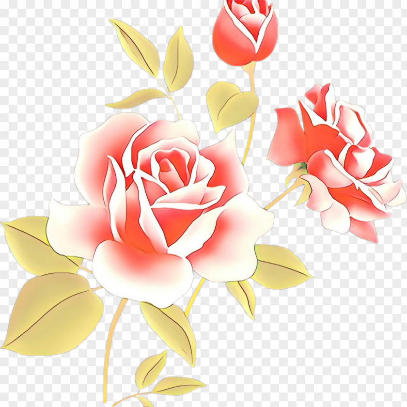 Rose Family Garden Roses PNG