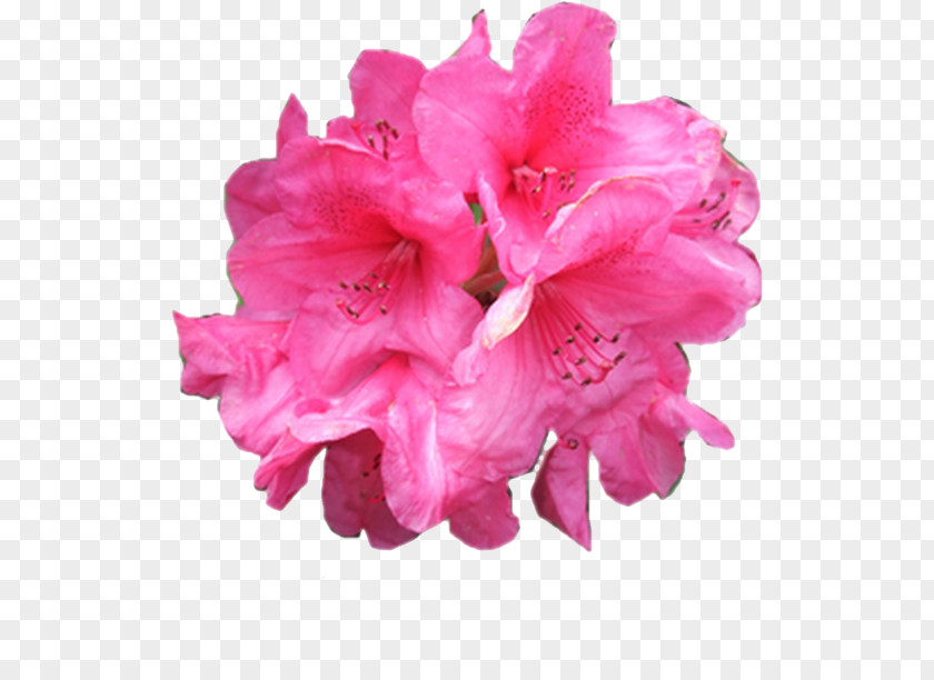 Rose Pink Flowers Garden Roses PNG