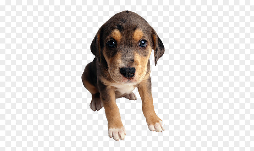 Tube Puppy Cat Food Mongrel Purebred Dog PNG