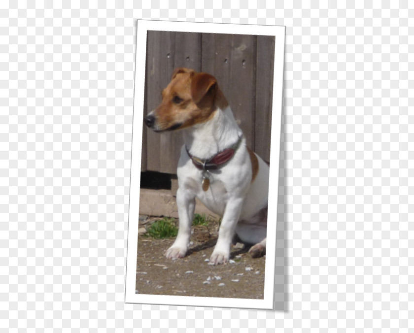 Jack Russell Terrier Parson Tenterfield Plummer Puppy PNG