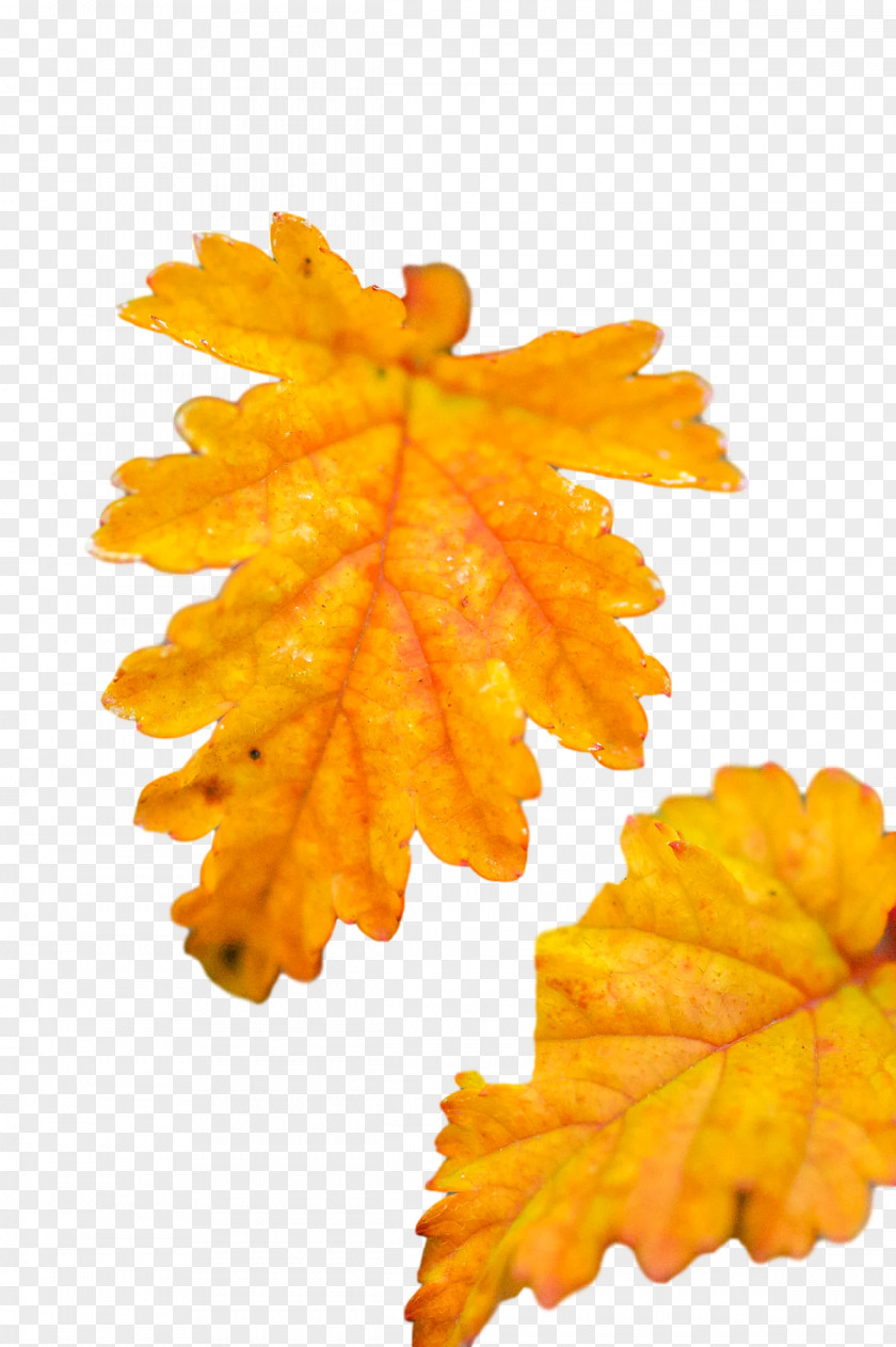 Leaf Maple / M Autumn M-tree Tree PNG