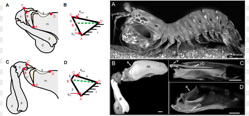 Mantis Shrimp Cartoon Exoskeleton Arm Odontodactylus Scyllarus PNG