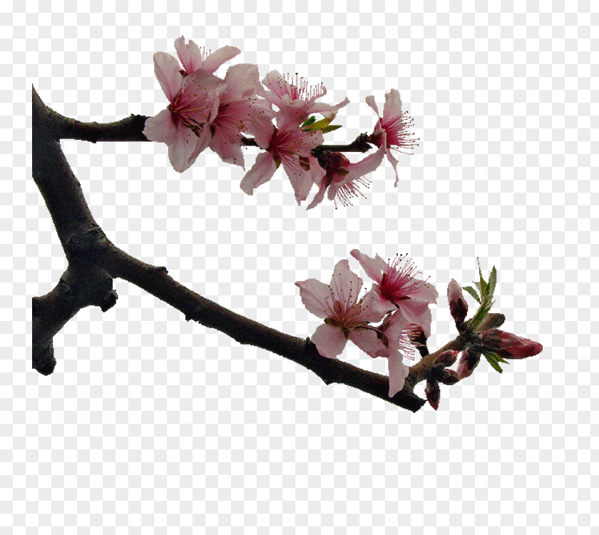 Peach Blossom Cherry Google Images PNG