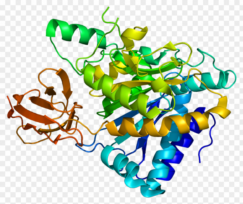 PEDF Biological Pigment Serpin Retinal Epithelium PNG