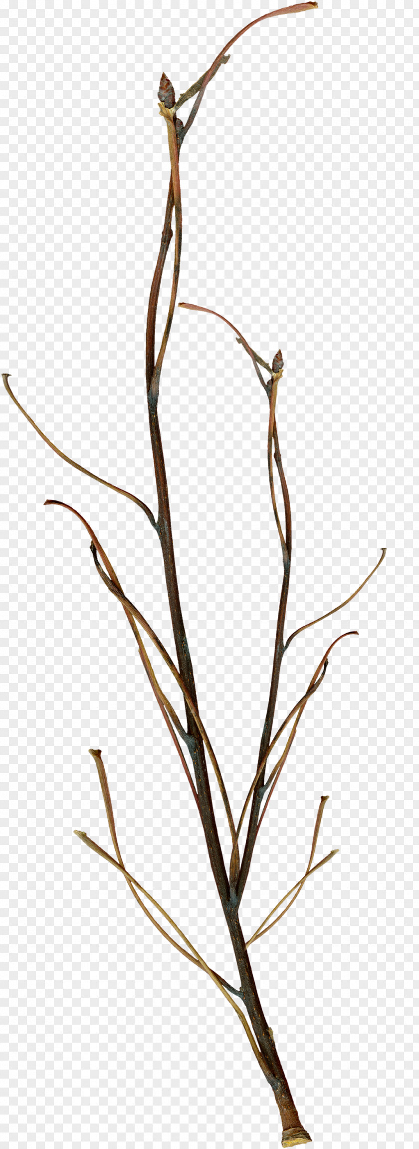 Twigs Twig Branch Leaf PNG