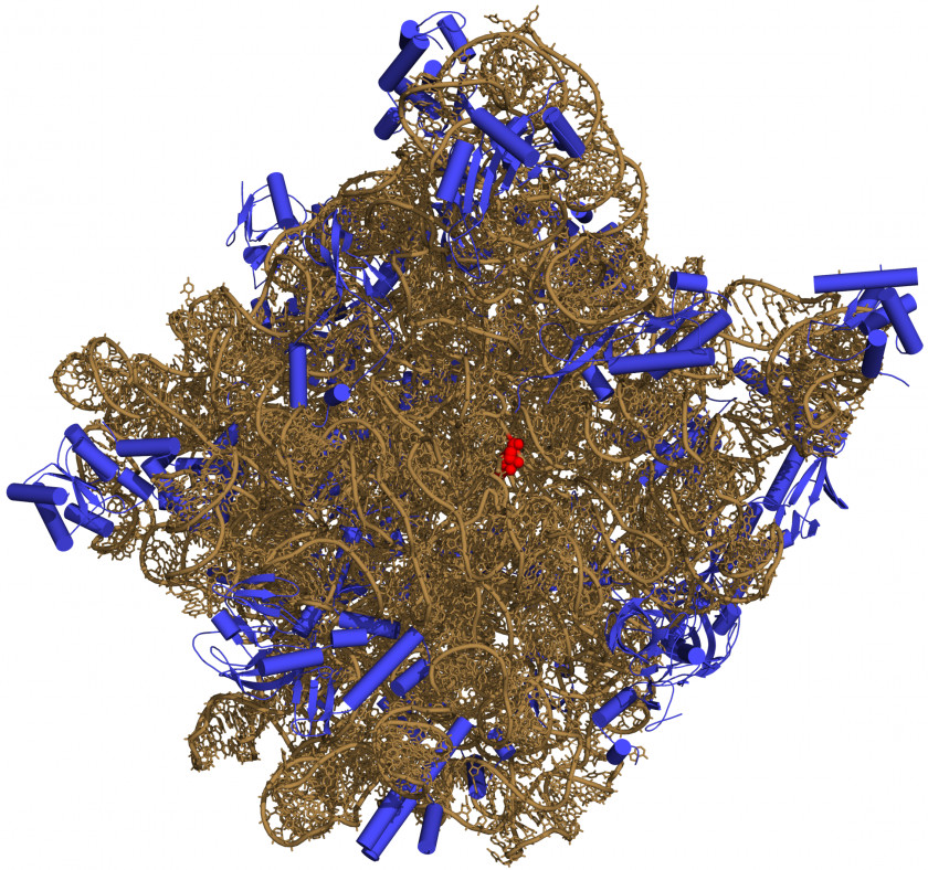 50 Ribosome Peptidyl Transferase Ribosomal RNA Prokaryotic Large Subunit PNG