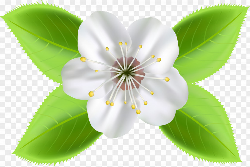 Blooming Flowers Desktop Wallpaper Clip Art PNG