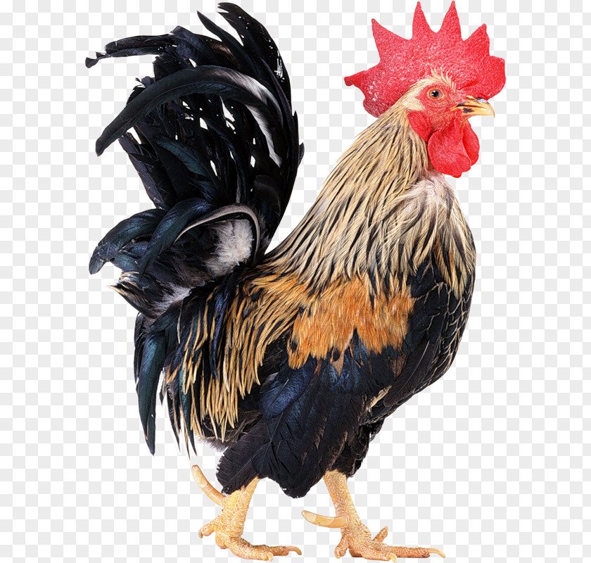 Chicken Rooster Coop Clip Art PNG