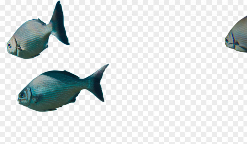 Design Marine Biology Mammal Plastic PNG