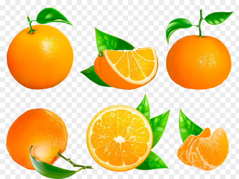 Grapefruit Clementine Mandarin Orange Tangerine Blood Bitter PNG