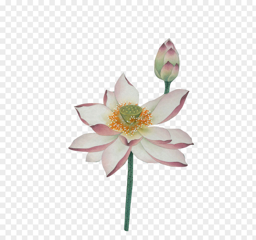 Lotus Chinese Painting Ink Wash PNG