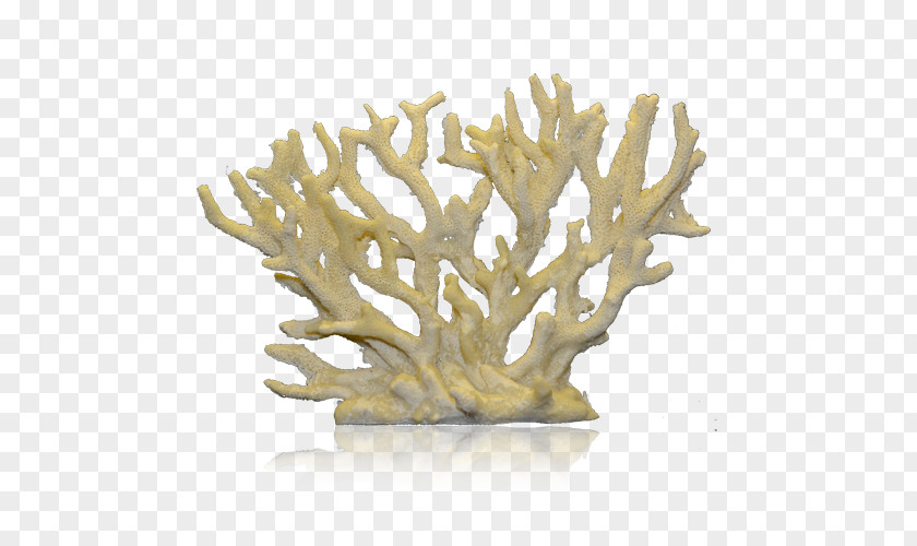 Non Toxic Staghorn Coral Reef Alcyonacea PNG