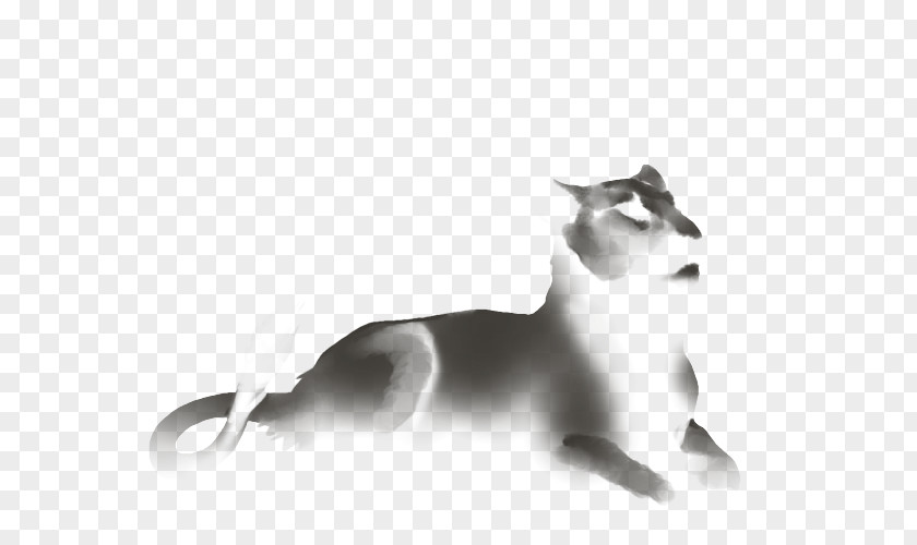 Kitten Whiskers Lion Snout Dog PNG
