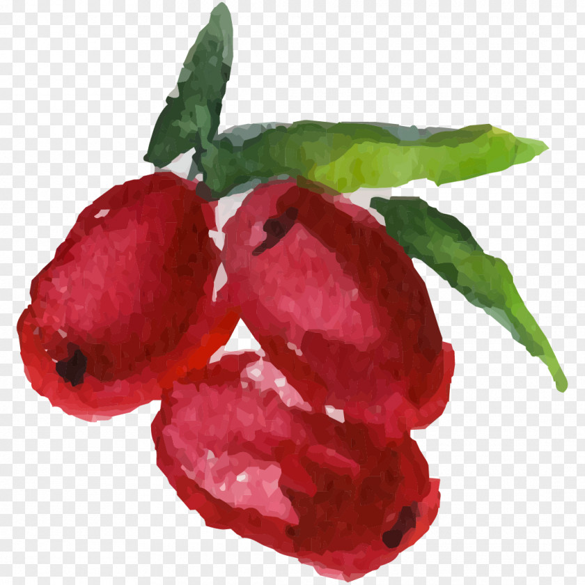 Painting Fruit Watercolor PNG