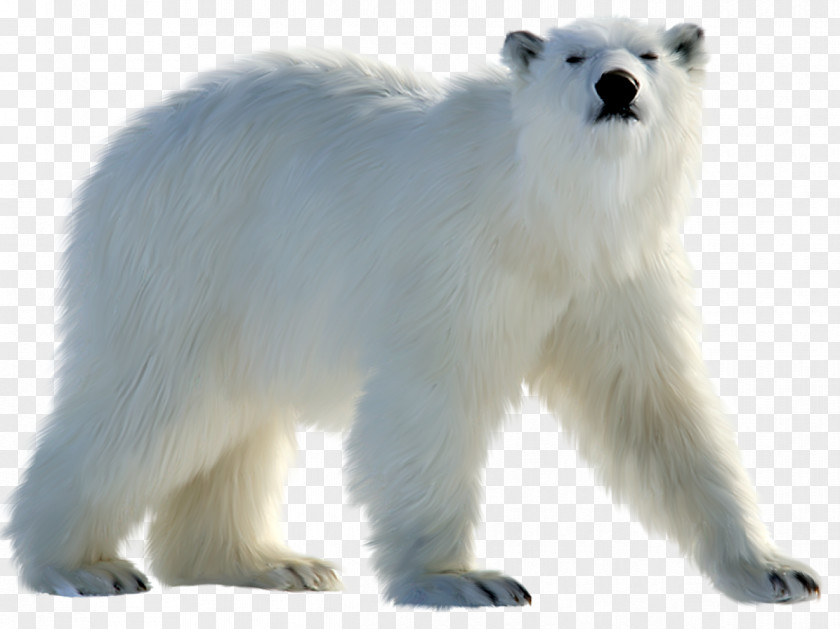 Polar Bear Great Pyrenees Arctic PNG