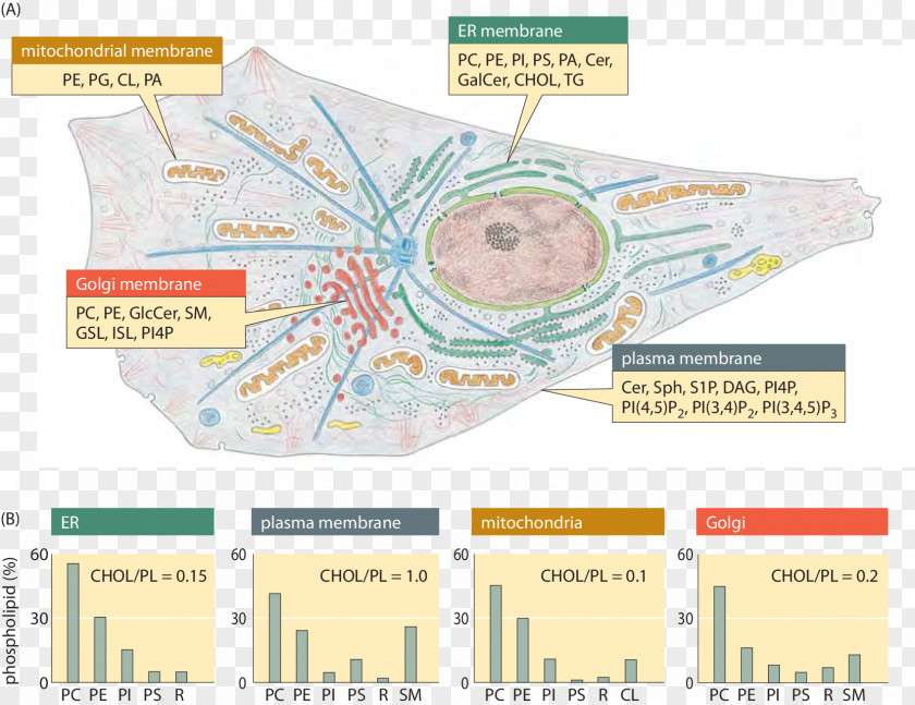 Spread Out The Book Membrane Lipids Organelle Cell Phospholipid PNG