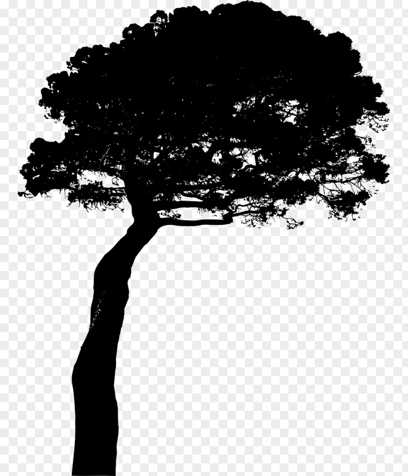 Tree Pine Silhouette Clip Art PNG