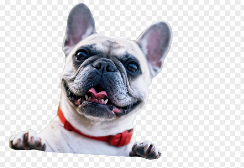 British Bulldogs Toy Dog Cute PNG