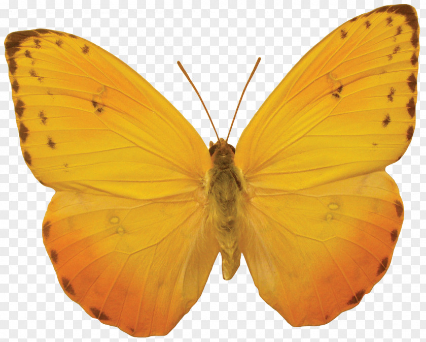 Butterfly Desktop Wallpaper Clip Art PNG