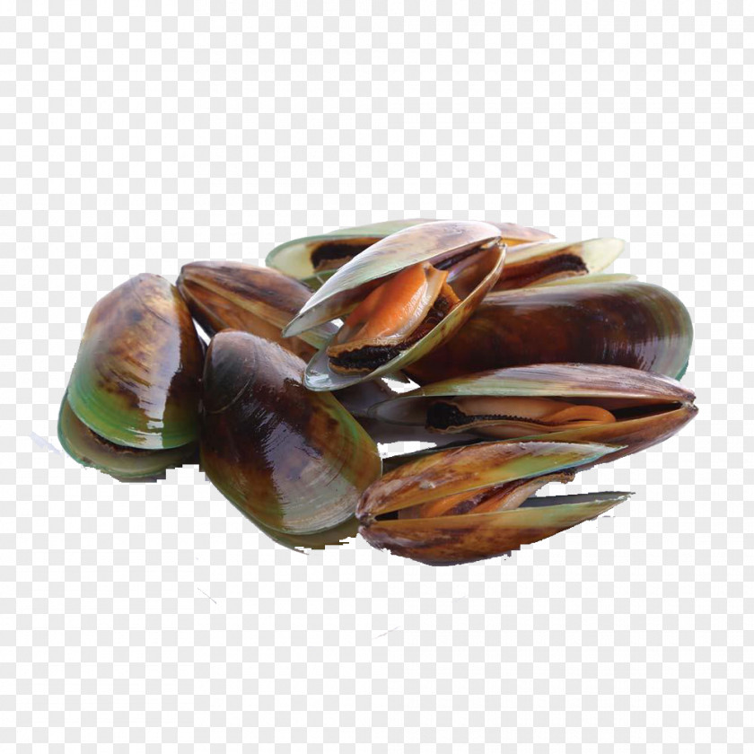 Delicious Seashells Mussel Seafood Cockle Perna Viridis Shellfish PNG