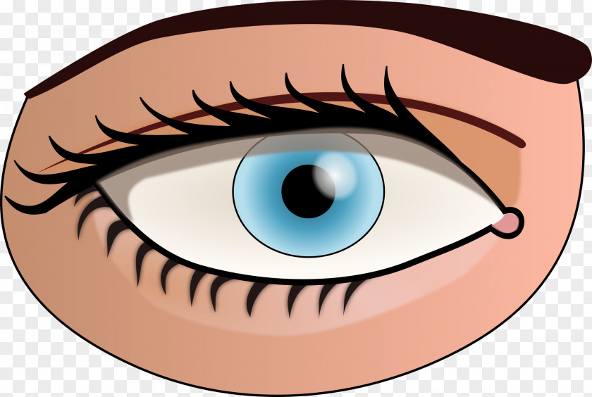 Eyes Human Eye Iris Pupil Clip Art PNG