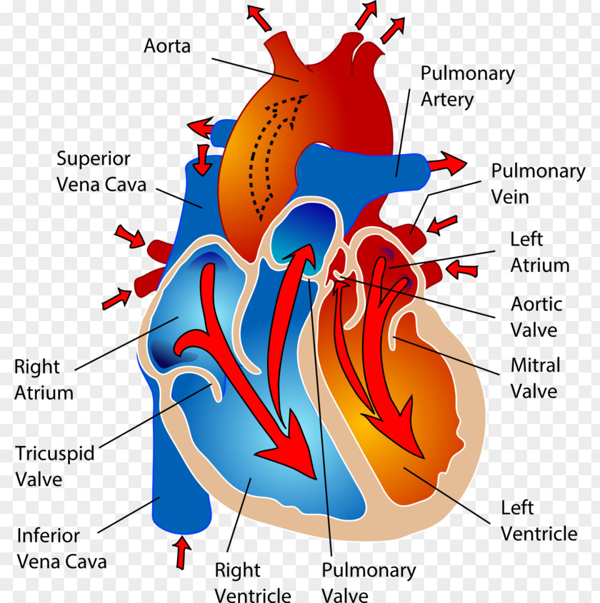 Heart The Cardiovascular System Circulatory Human Body Anatomy PNG