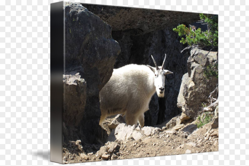 King Of The Hill Mountain Goat Fauna Wildlife PNG