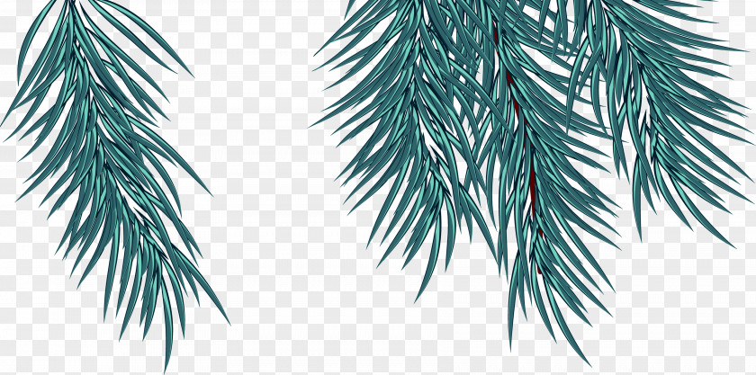 Leaf Fir Spruce Pine Twig Evergreen PNG