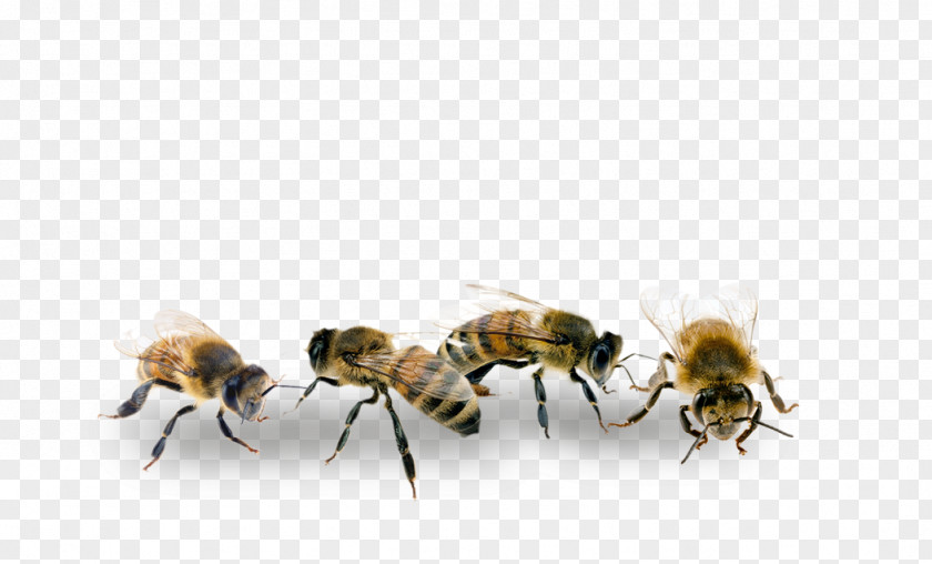 Man Tgx Honey Bee Transport Car Auto'RZ Economy PNG