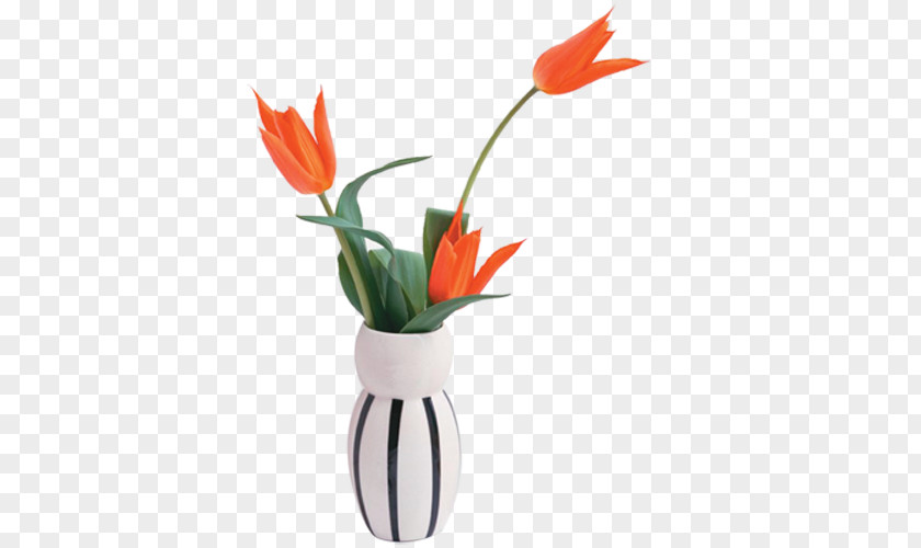Orange Tulips As Cut High-definition Television Display Resolution 1080p 4K Wallpaper PNG