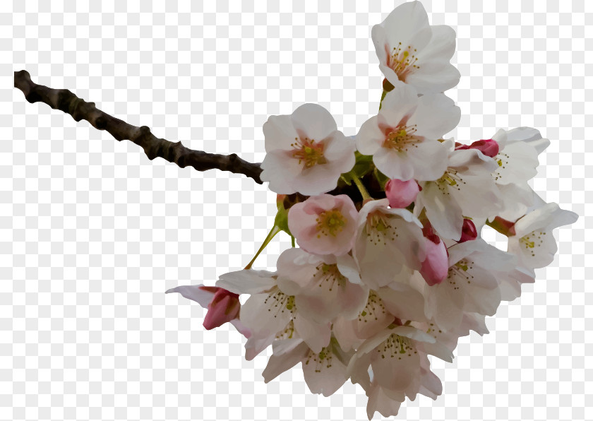 BLOSSOM Cherry Blossom Flower Clip Art PNG