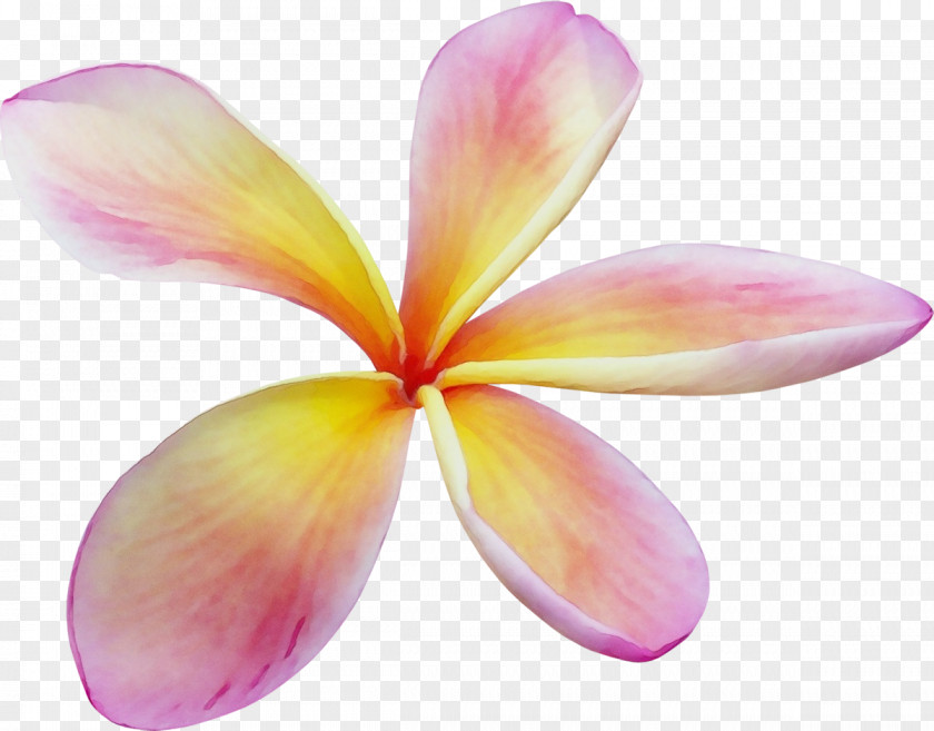 Cattleya Flowering Plant Petal Flower Frangipani Pink PNG