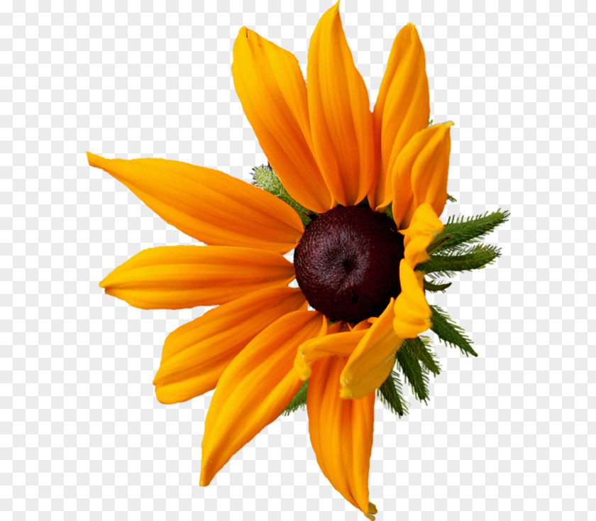 Chrysanthemum Download Clip Art PNG