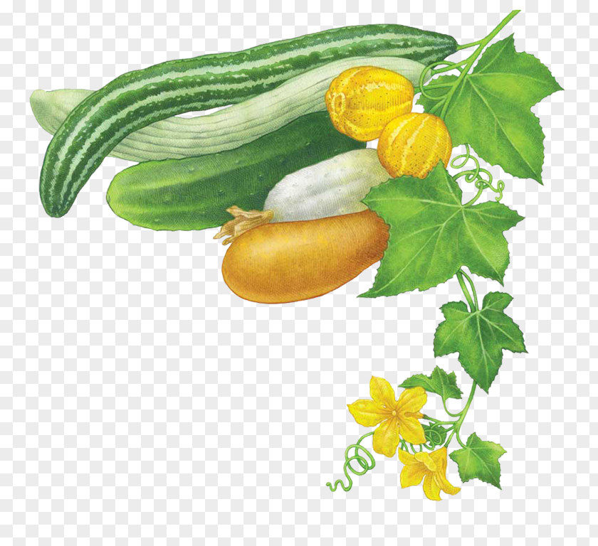 Cucumber Vegetable Summer Squash Mustard Plant Zucchini PNG