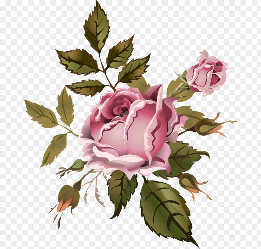 Flower Garden Roses Cabbage Rose Floral Design Drawing PNG