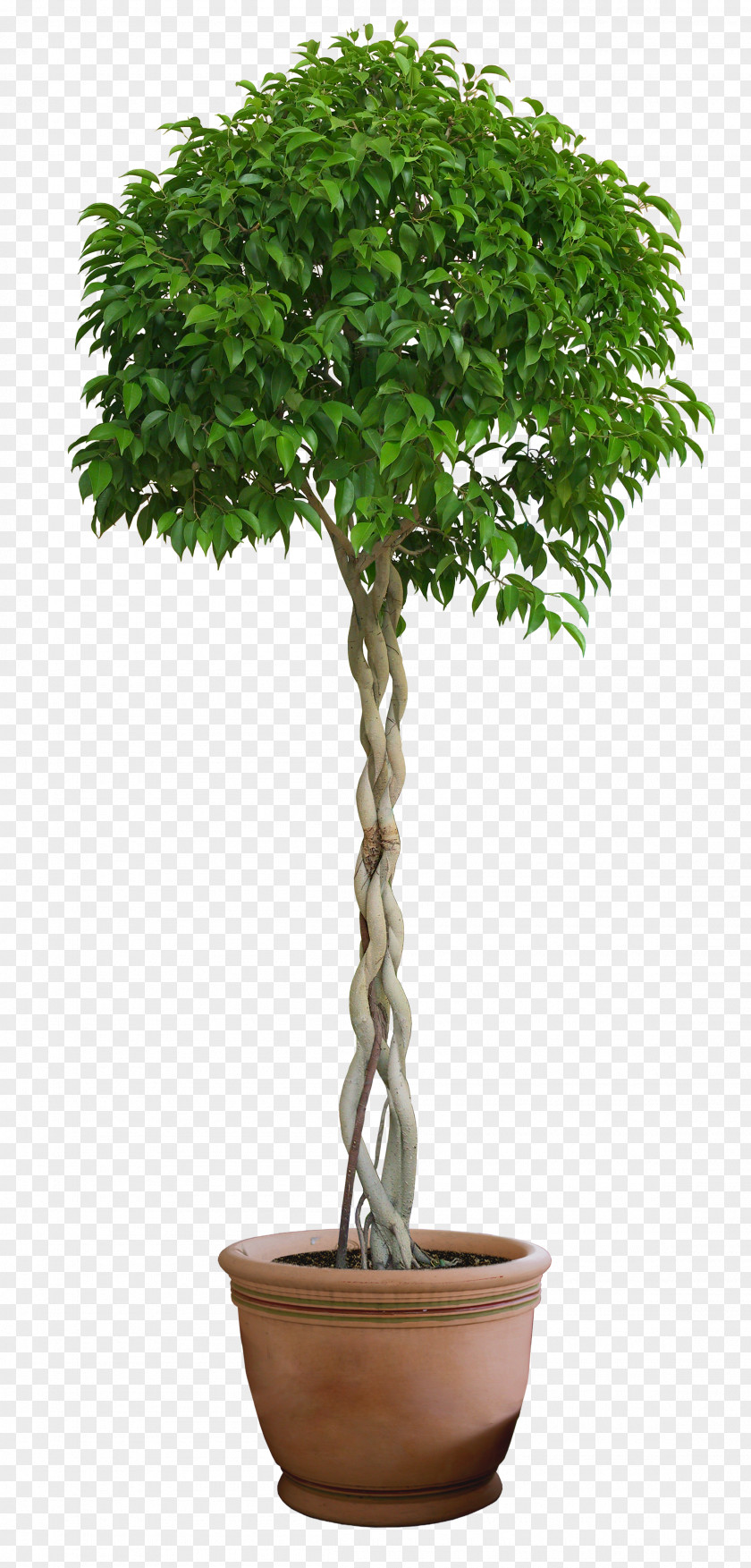 Plant Topiary Tree Casa E Cor Tintas Box Common Holly PNG